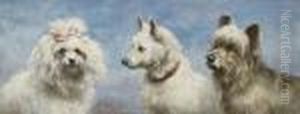 Drei Hunde. by Carl Reichert