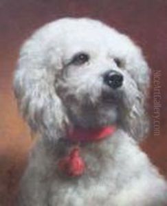 Weisser Pudel Mit Rotem Halsband