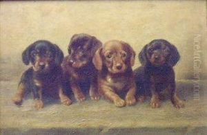 Four Dachshund Puppies In A Row by Carl Reichert