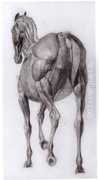 Dorsal view of the muscle structure of a progressively dissected horse, study No.7 from The Anatomy of the Horse, 1766 - view 1