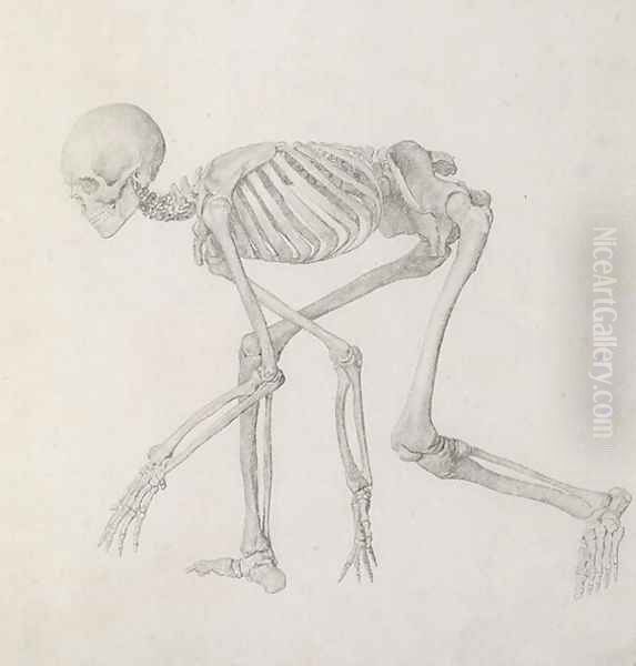 Human Skeleton Lateral view in Crouching Posture, from the series A Comparative Anatomical Exposition of the Structure of the Human Body with that of a Tiger and a Common Fowl - view 1