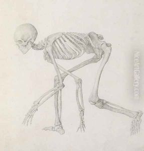 Human Skeleton Lateral view in Crouching Posture, from the series A Comparative Anatomical Exposition of the Structure of the Human Body with that of a Tiger and a Common Fowl