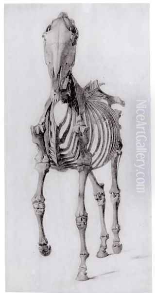 Frontal view of the skeleton of a horse, study No. 10 from The Anatomy of the Horse, 1766 - view 1