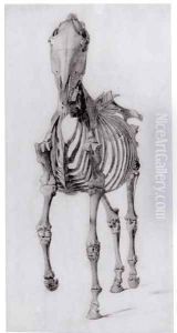 Frontal view of the skeleton of a horse, study No. 10 from The Anatomy of the Horse, 1766