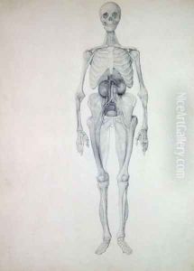 Study of the Human Figure, Anterior View, Final Stage of Dissection, from A Comparative Anatomical Exposition of the Structure of the Human Body with that of a Tiger and a Common Fowl, c.1795-1806