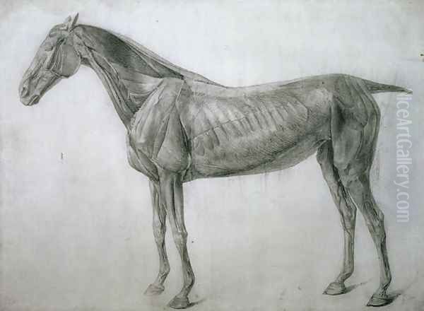 The Study of Muscles Ecorche Drawing Seen from the Flank, from the 13th Anatomical Table, from the Anatomy of the Horse, 1766 - view 1