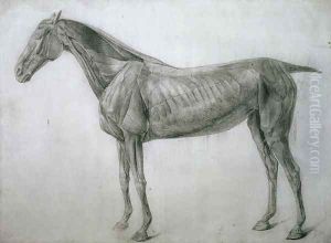 The Study of Muscles Ecorche Drawing Seen from the Flank, from the 13th Anatomical Table, from the Anatomy of the Horse, 1766