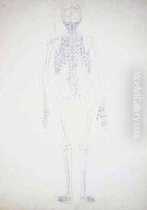 Study of the Human Figure, Posterior View, Diagram for Key to Table II, from A Comparative Anatomical Exposition of the Structure of the Human Body with that of a Tiger and a Common Fowl, c.1795-1806