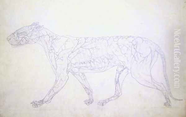 Study of a Tiger, Lateral View, Diagram Showing the Subcutaneous Blood Supply, from A Comparative Anatomical Exposition of the Structure of the Human Body with that of a Tiger and a Common Fowl, 1795-1806 - view 1