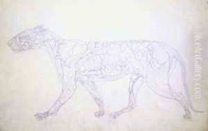 Study of a Tiger, Lateral View, Diagram Showing the Subcutaneous Blood Supply, from A Comparative Anatomical Exposition of the Structure of the Human Body with that of a Tiger and a Common Fowl, 1795-1806