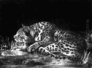 A Tyger A Sleeping Cheetah