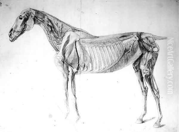 Diagram from The Anatomy of the Horse by George Stubbs