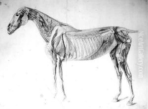 Diagram from The Anatomy of the Horse