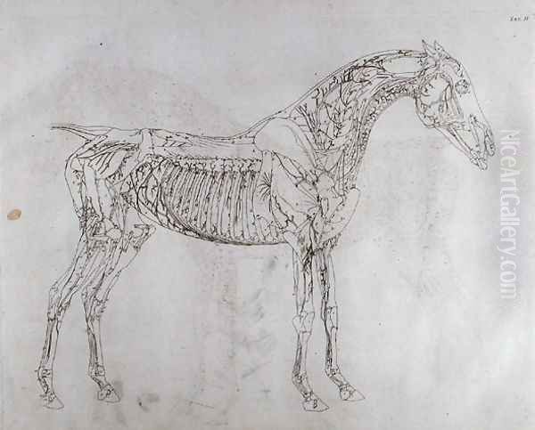 Illustration from The Anatomy of the Horse, including a particular description of the bones, cartilages, muscles...in eighteen tables, printed by J. Purser, 1766 - view 1