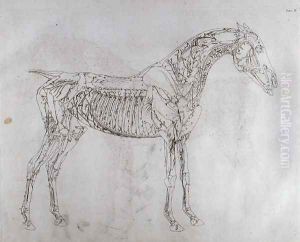 Illustration from The Anatomy of the Horse, including a particular description of the bones, cartilages, muscles...in eighteen tables, printed by J. Purser, 1766