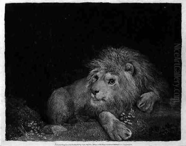 A Lion A Recumbent Lion engraved by the artist, pub. 1788 - view 1