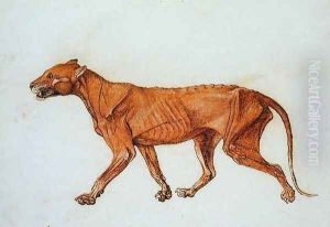 Tiger, Lateral View, Skin Removed, from A Comparative Anatomical Exposition of the Structure of the Human Body with that of a Tiger and a Common Fowl