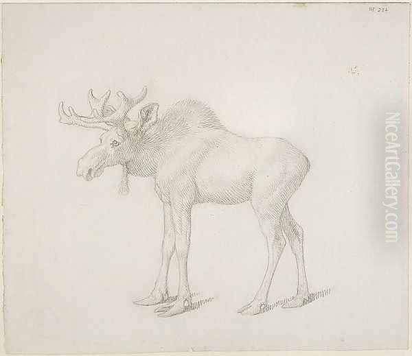 Drawing of Duke of Richmonds Second Bull Moose - view 1