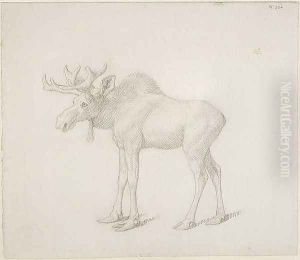Drawing of Duke of Richmonds Second Bull Moose