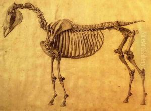 Finished Study for the First Skeletal Table of a Horse, c. 1766