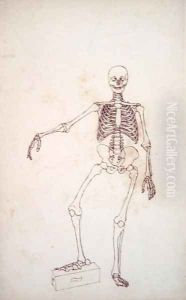 Study of the Human Figure, Anterior View, from A Comparative Anatomical Exposition of the Structure of the Human Body with that of a Tiger and a Common Fowl, 1795-1806