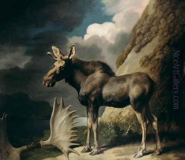 Moose, 1770 - view 1
