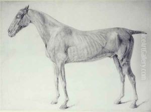 Diagram from The Anatomy of the Horse 2
