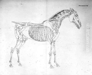 Fifth Anatomical Table, from The Anatomy of the Horse