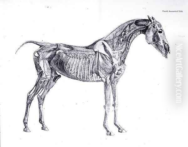 Fourth Anatomical Table, from The Anatomy of the Horse 2 - view 1