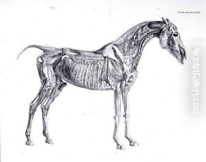 Fourth Anatomical Table, from The Anatomy of the Horse 2