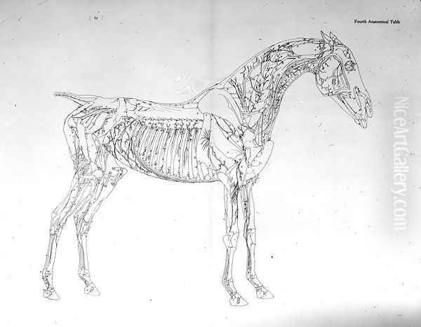 Fourth Anatomical Table, from The Anatomy of the Horse - view 1