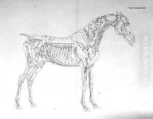 Fourth Anatomical Table, from The Anatomy of the Horse