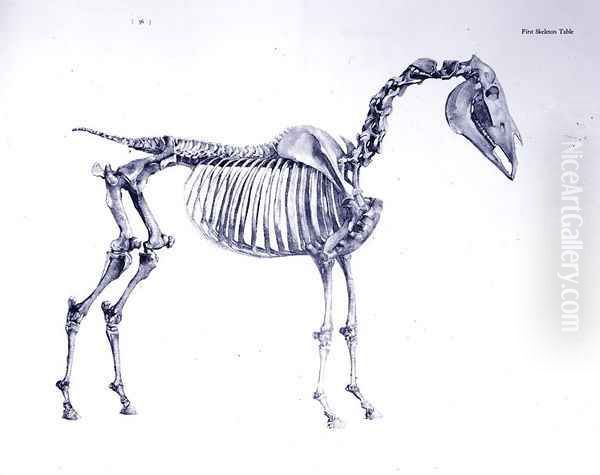 First Skeleton Table, from The Anatomy of the Horse 2 - view 1