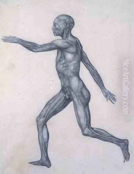 The Human Figure, lateral view, from the series A Comparative Anatomical Exposition of the Structure of the Human Body with that of a Tiger and a Common Fowl, 1795-1806 - view 1