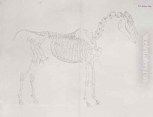 First Skeleton Table, from The Anatomy of the Horse