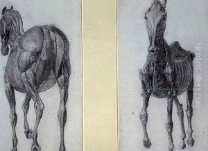 The Study of Muscles Frontal and Rear Views, from the 13th Anatomical Table, from the Anatomy of the Horse, 1766