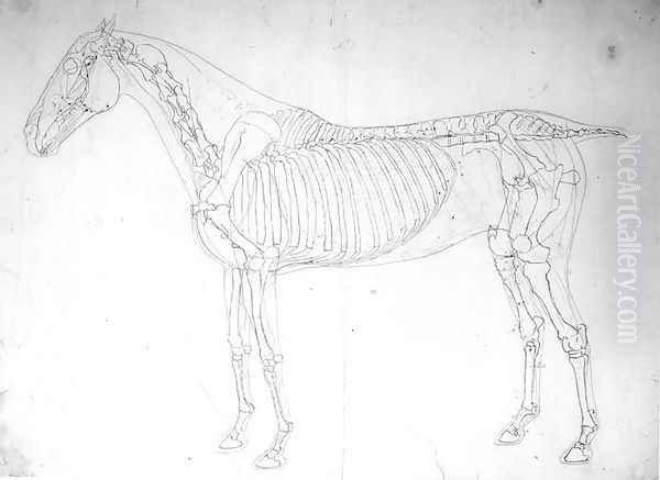 Anatomical study of a horse 3 - view 1