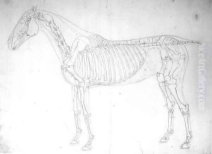 Anatomical study of a horse 3