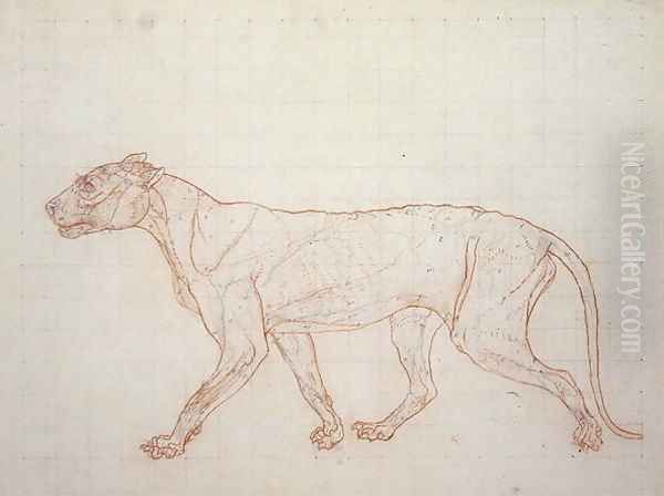Tiger, lateral view, skin removed, illustration from A Comparative Anatomical Exposition of the Structure of the Human Body with that of a Tiger and a Common Fowl, 1795-1806 - view 1