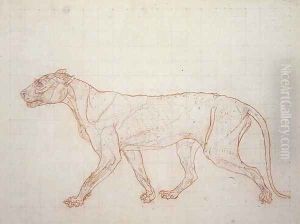 Tiger, lateral view, skin removed, illustration from A Comparative Anatomical Exposition of the Structure of the Human Body with that of a Tiger and a Common Fowl, 1795-1806