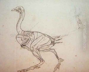 Dorking Hen Body, Lateral View, from A Comparative Anatomical Exposition of the Structure of the Human Body with that of a Tiger and a Common Fowl, 1795-1806 2
