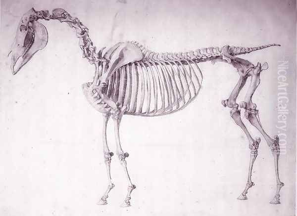 Fifth Anatomical Table, from The Anatomy of the Horse 3 - view 1