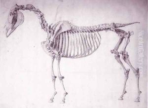 Fifth Anatomical Table, from The Anatomy of the Horse 3 by George Stubbs