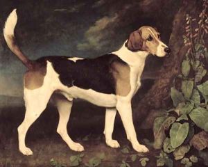 Ringwood, a Brocklesby Foxhound, 1792 by George Stubbs