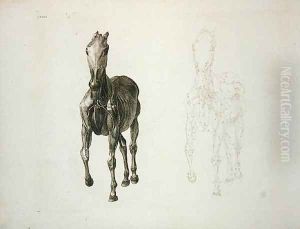 Tab. VIII, from The Anatomy of the Horse... 1766