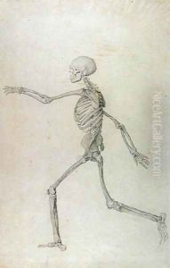 Human Skeleton, Lateral View seen from the Left, Running, illustration from A Comparative Anatomical Exposition of the Structure of the Human Body with that of a Tiger and a Common Fowl, 1795-1806 by George Stubbs
