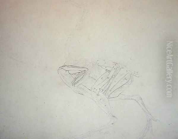 Dorking Hen Body, Lateral View, from A Comparative Anatomical Exposition of the Structure of the Human Body with that of a Tiger and a Common Fowl, 1795-1806 - view 1
