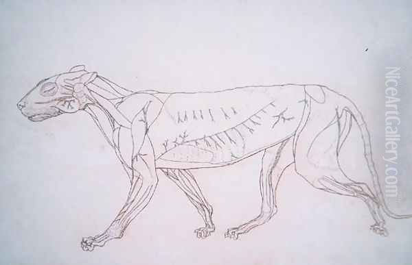 Study of a Tiger, Lateral View, from A Comparative Anatomical Exposition of the Structure of the Human Body with that of a Tiger and a Common Fowl, c.1795-1806 2 - view 1