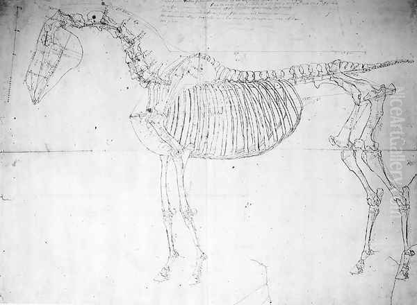 Anatomical study of a horse - view 1