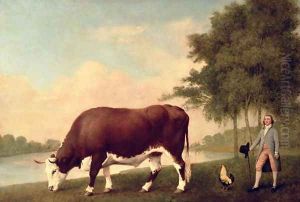 The Lincolnshire Ox, c.1790 by George Stubbs